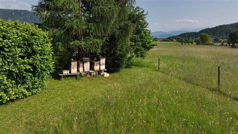 Bärensicherer Elektrozaun um Bienenstöcke in den Alpen