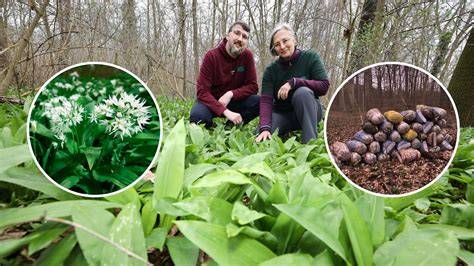 Bärlauch saisonale Ernte und Frühlingswald