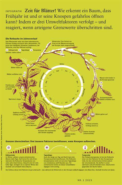 Bäume und Schokolade: Infografik zum Konzept