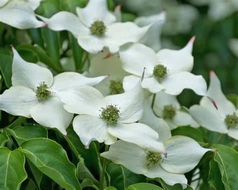 Bäume und Sträucher im Garten mit Cornus kousa