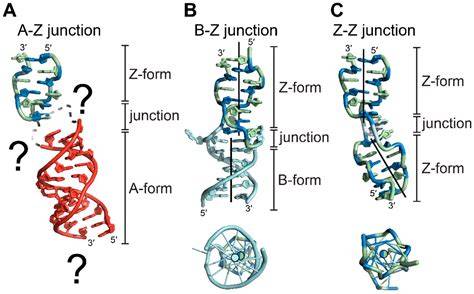 B‑DNA, A‑DNA und Z‑DNA: verschiedene Konformationen