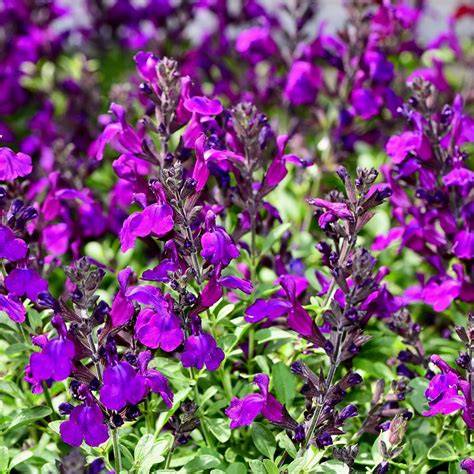 Balkonkastenbepflanzung mit Salvia greggii