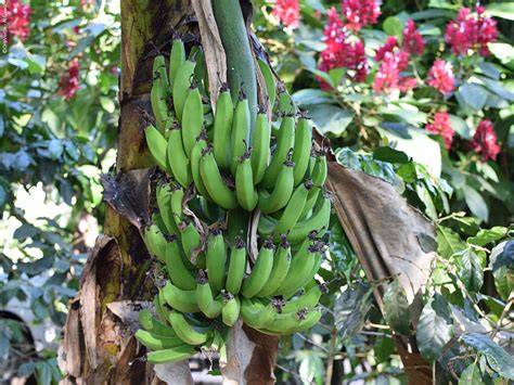 Banane am Bananenbüschel