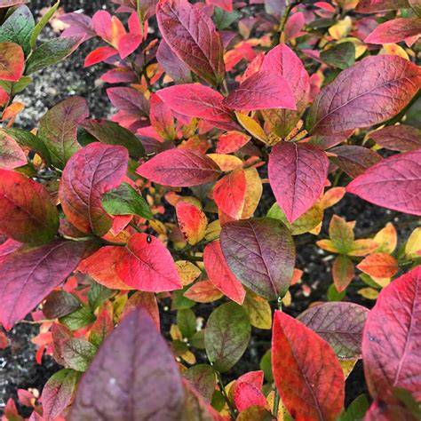Bauernherbst - Ebereschen an Straßenrändern mit buntem Laub