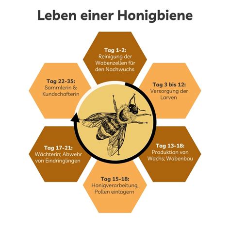 Bedeutung der Honigbienen für die niederländische Flora