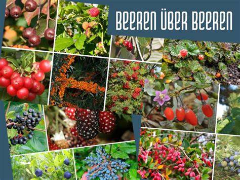 Beerenvielfalt als Belag