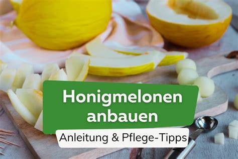 Beetvorbereitung für Honigmelonen