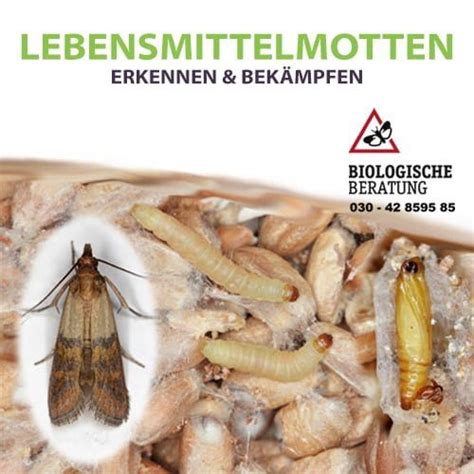 Befallene Schokolade mit typischen Mottenlarven und Gespinsten