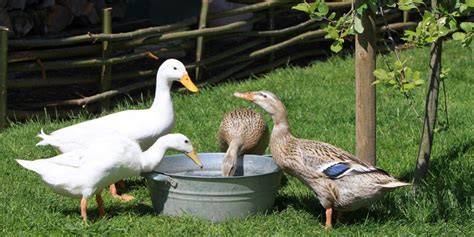 Beispiel: Ideale Futterschale für Enten im Garten