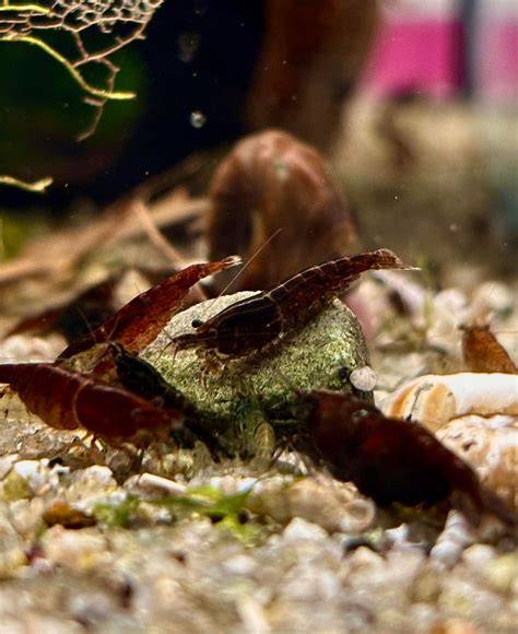 Beispiel-Aquascape für Schoko Sakura Garnelen