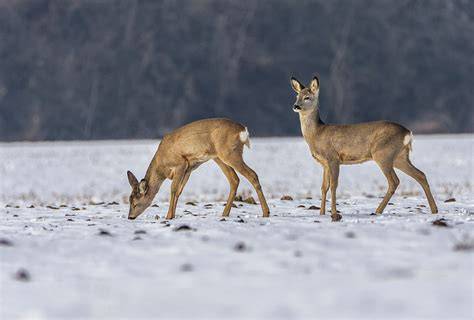 Beispiel-Doppelseite: Rehe im Schnee mit Suchfragen und Tiernamen