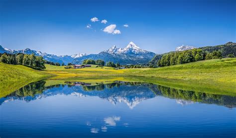 Bergwiesen und Milchkühe im Alpenvorland