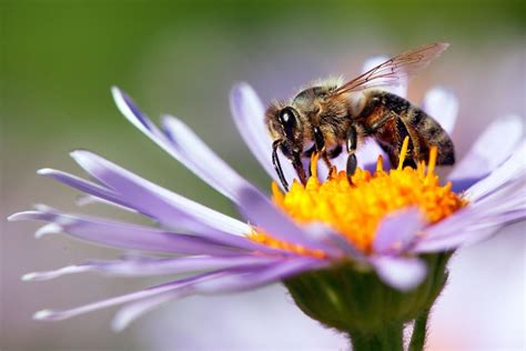 Bestäubung durch Bienen auf einer Blütenwiese