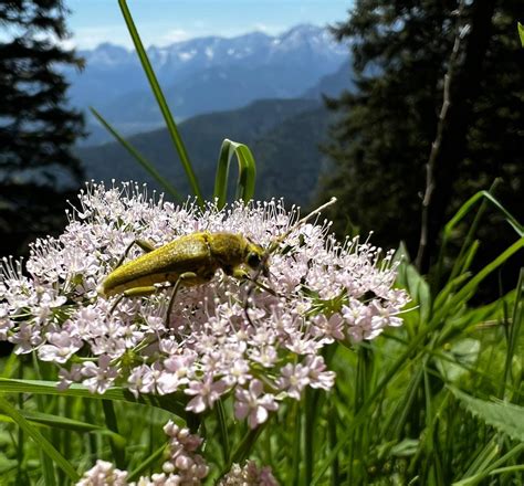 Bestäubung und Artenvielfalt in den Alpen