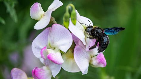 Bestäubungsarbeit der Holzbiene an einer Blüte