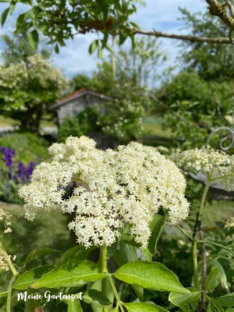 Bestimmung und Erntetipps für Holunderblüten