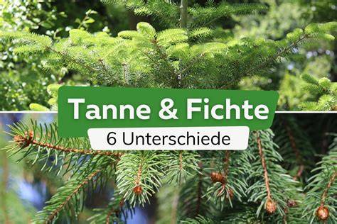 Bestimmung von Fichte und Tanne: Nadeln und Zapfen
