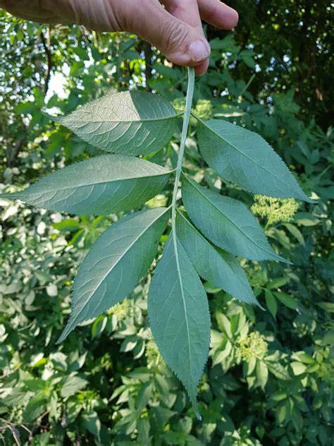 Bestimmung von Holunder: Blüten und Blätter