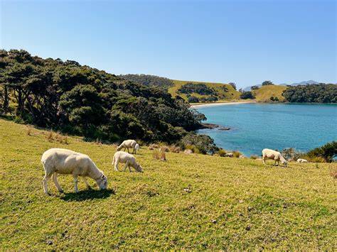 Beuten und Manuka-Plantagen in Neuseeland