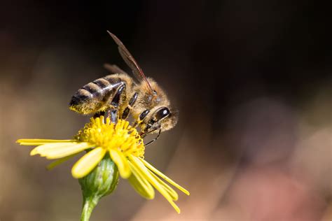 Biene auf Blüte, Nektarsammlung Nahaufnahme