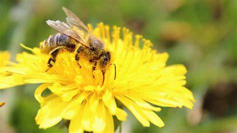 Biene auf Blüte - Bestäubung und Honigproduktion