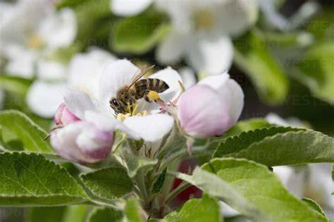 Biene auf einer Obstblüte, Nahaufnahme