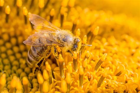 Biene beim Sammeln von Pollen