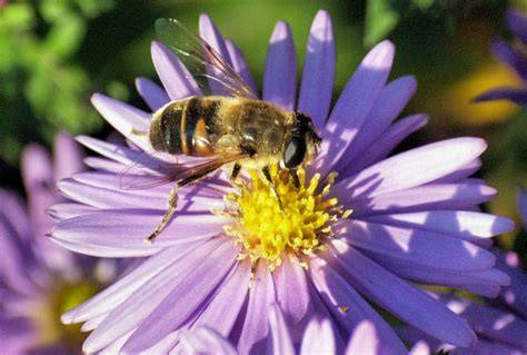 Biene sammelt Nektar aus Blüten