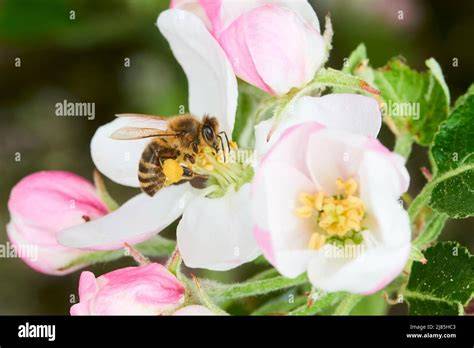 Biene sammelt Nektar aus einer Blüte
