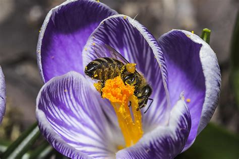 Biene sammelt Nektar von Blüte zu Blüte und speichert ihn in der Honigblase