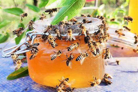 Bienen, die Honig sammeln