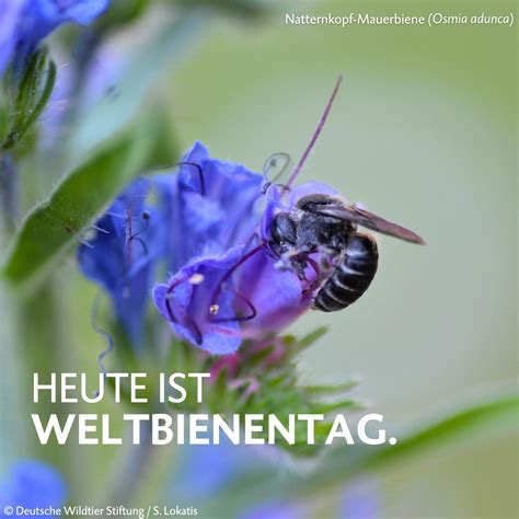 Bienen als Bestäuber: Bedeutung für Umwelt