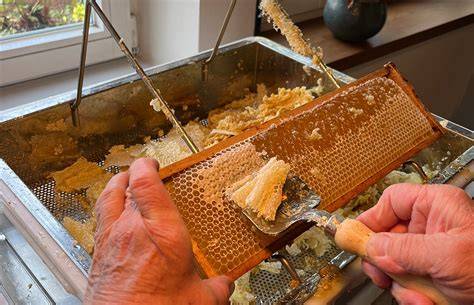 Bienen am Verarbeiten von verbliebenem Honig nach Ernte