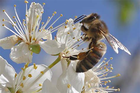 Bienen auf Blüte, Nahaufnahme, Pollensammeln