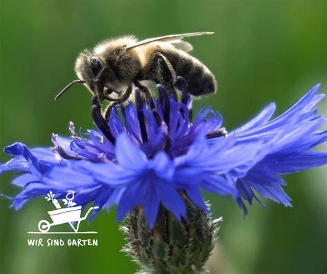 Bienen auf Blüten - nachhaltige Imkerei