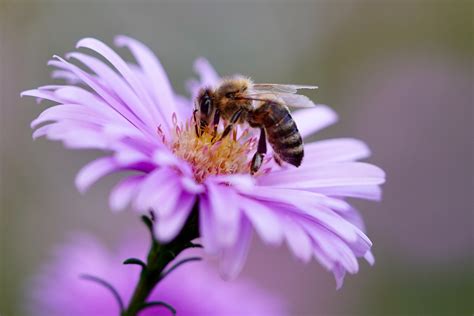 Bienen auf Blumen im Ammergebirge