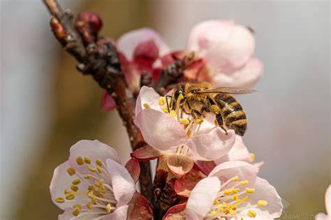Bienen auf Drüsiges Springkraut Blüten