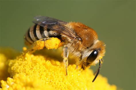 Bienen auf Feldblumen als Bestäuber