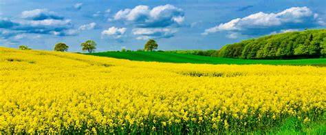 Bienen auf Rapsfeld, Vorteil für Landwirtschaft