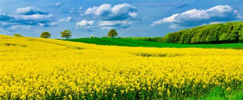 Bienen auf Rapsfeld in Schleswig-Holstein