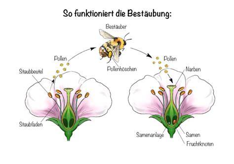 Bienen auf einer Blüte beim Bestäuben - Symbol für Artenvielfalt