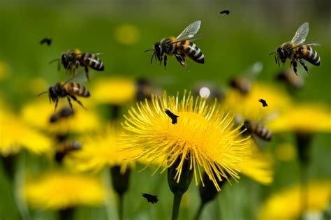 Bienen auf einer Blütenwiese in Bielefeld