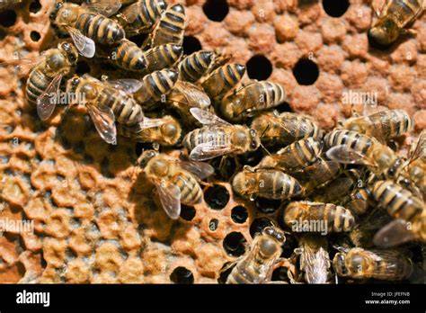 Bienen auf einer Honigwabe im Bienenstock