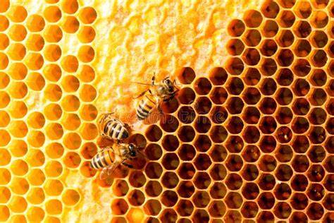 Bienen auf hellen und dunklen Waben, Nahaufnahme der Nektarsammlung