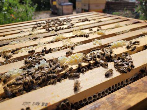 Bienen bei der Arbeit im Bienenstock