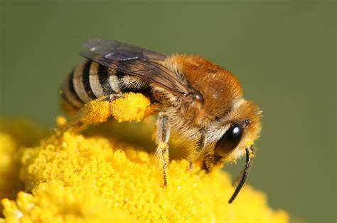 Bienen bei der Bestäubung und Honigwaben