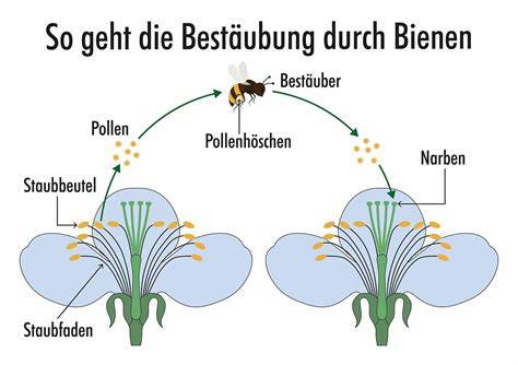 Bienen bei der Blütenbestäubung und Honigproduktion
