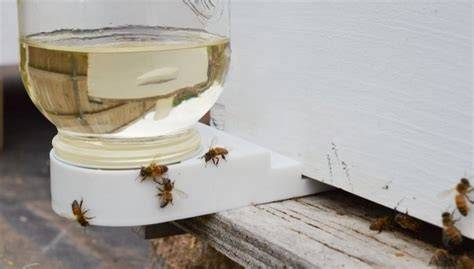 Bienen bei der Fütterung mit Zuckerwasser