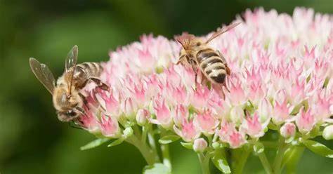 Bienen bei der Futtersuche