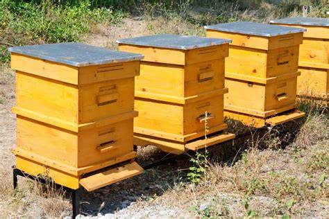 Bienen bei der Honigproduktion in einem Bienenstock